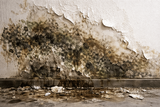 牆面壁癌怎麼修才不易復發？抓漏、修補與補漆一次搞懂